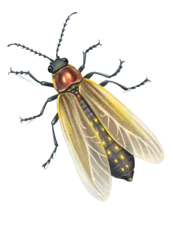 Imagen PNG para descargar